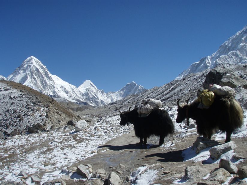 Yak trains are used to carry the pounds of gear it requires to climb Everest. Jon Kedrowski's photo captured these yaks on the way to base camp.