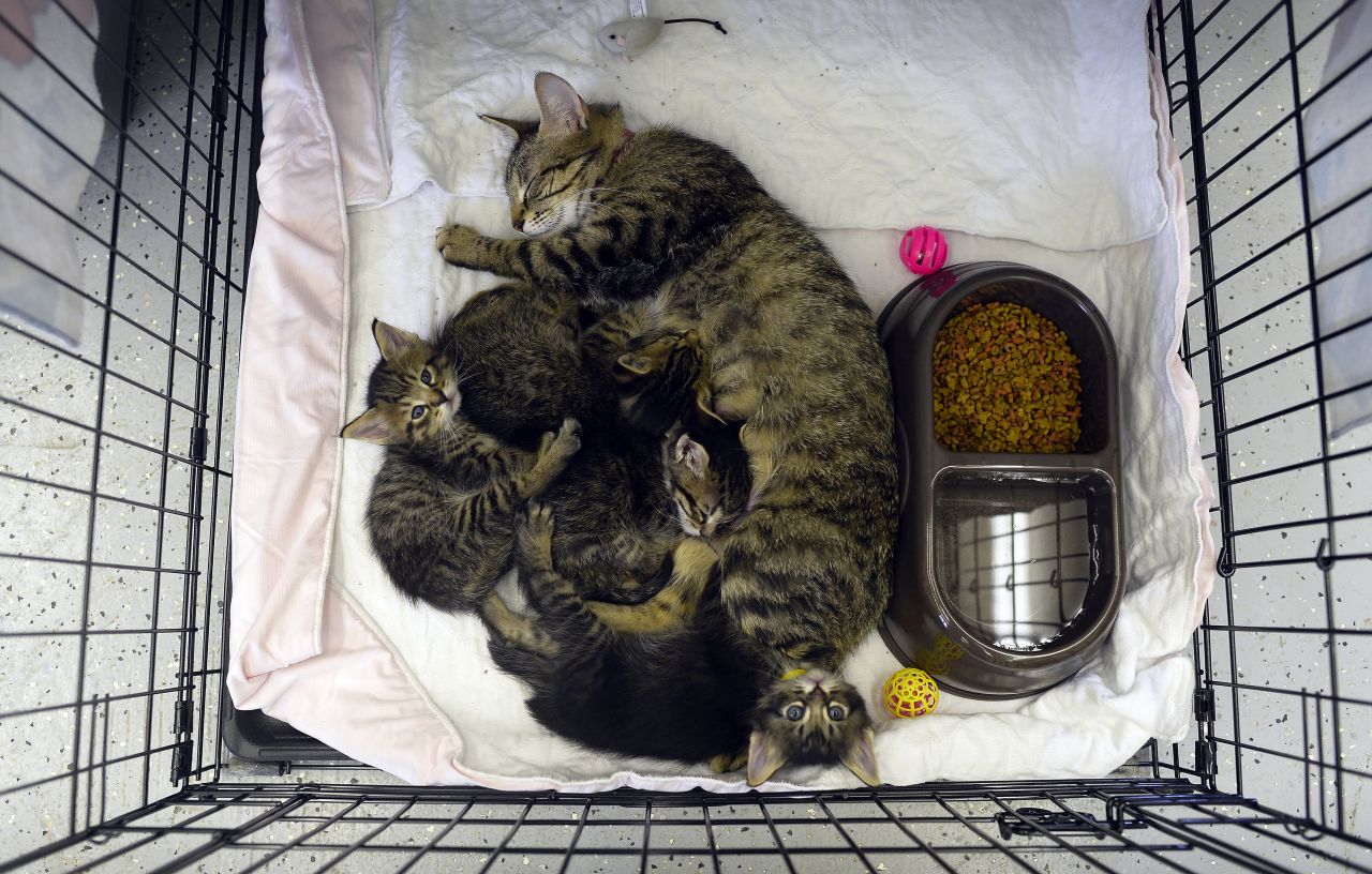 A cat rests with her kittens at a shelter on May 23.