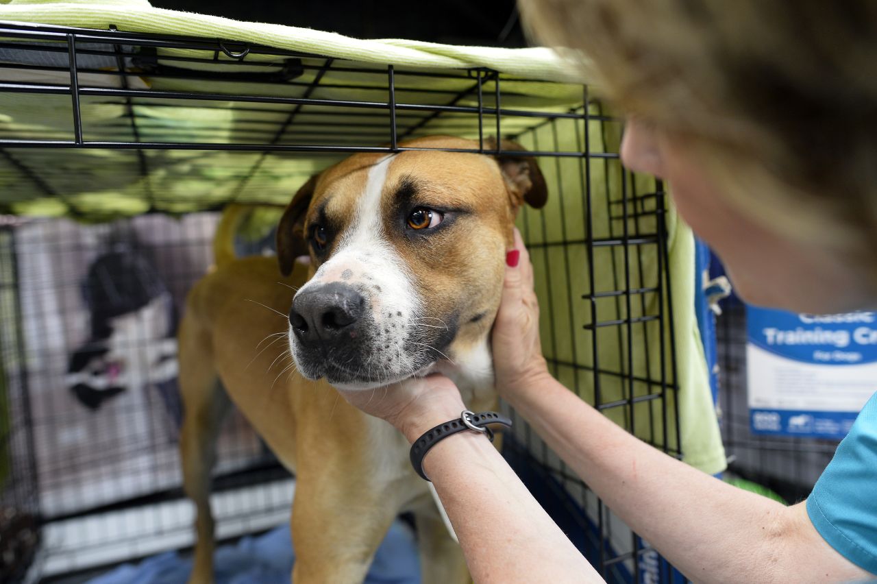 Volunteer Paula McCoart feeds a dog at a shelter for displaced pets on Thursday, May 23.