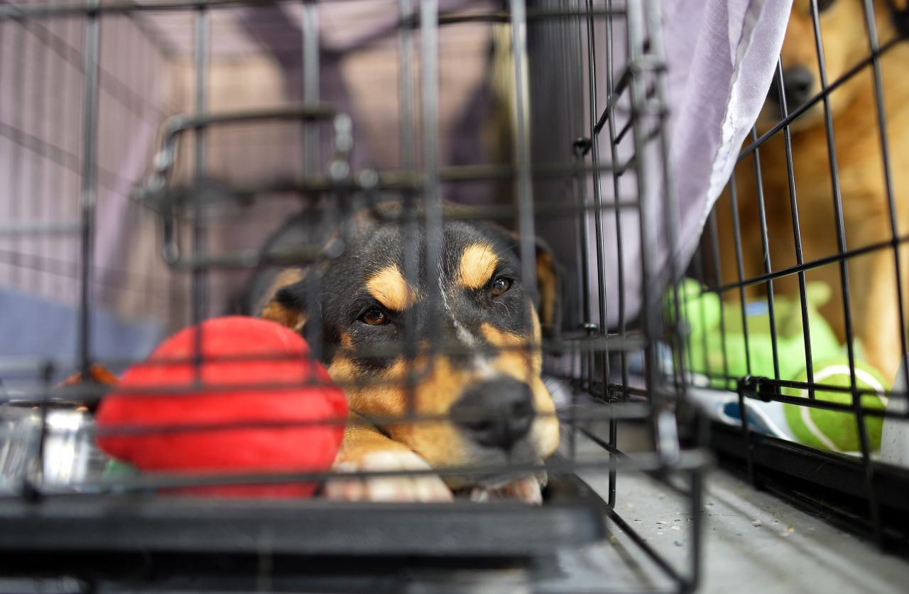 A dog rests in a cage at an animal shelter on May 23.