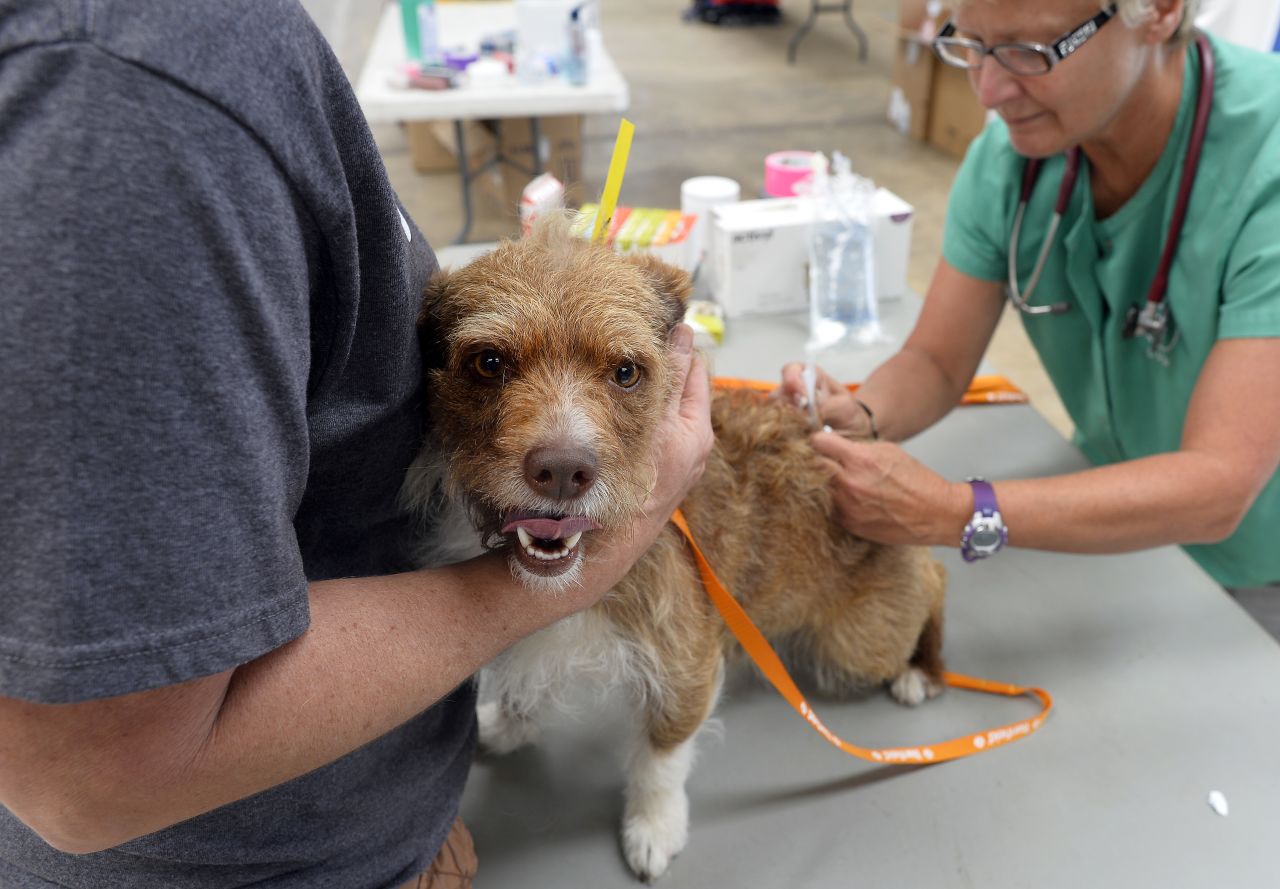 A dog gets checked out by veterinarian Dr. Nancy Newcomb after it was found in the rubble of a house on May 23.