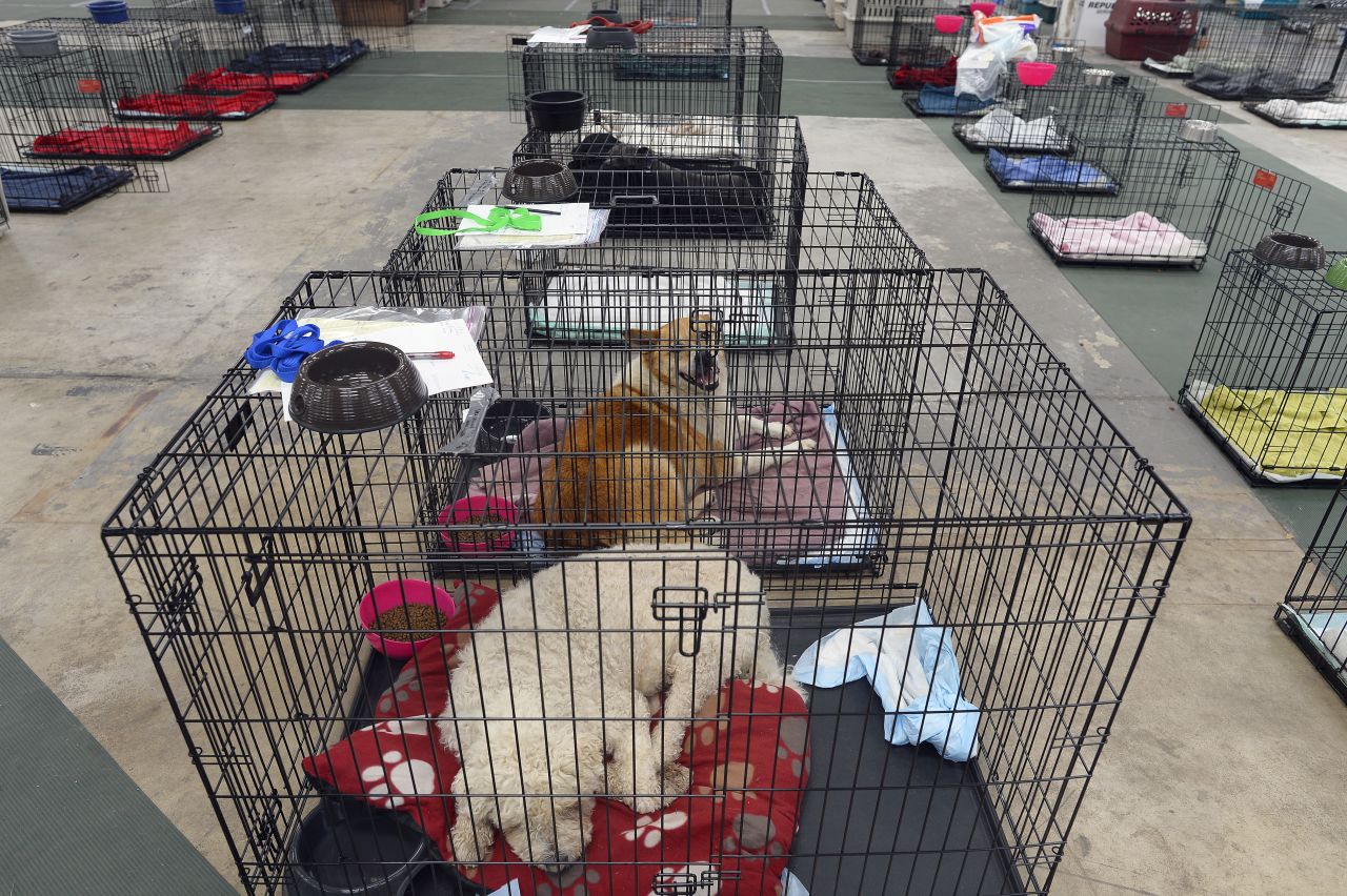 Dogs sit in cages at a shelter for displaced pets on May 23.