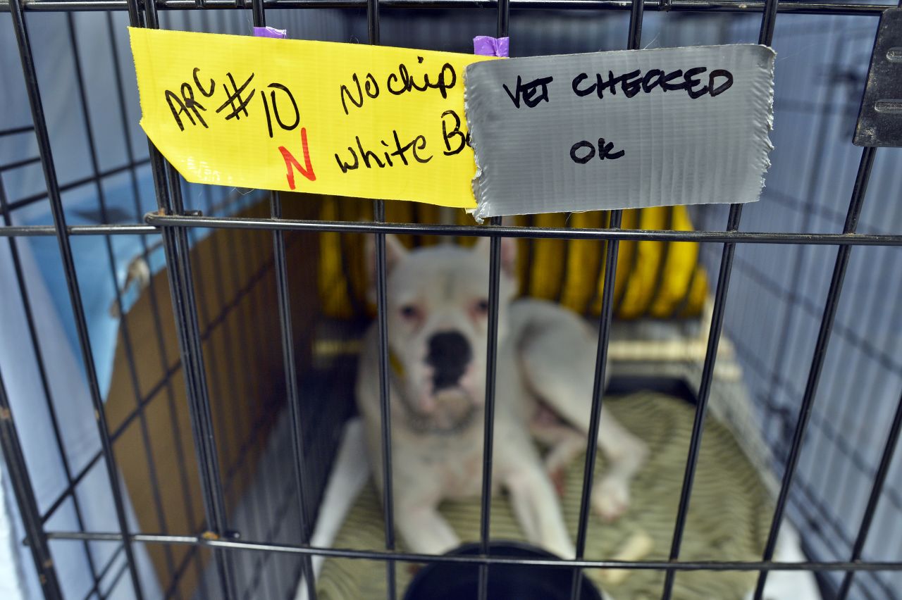 Notes written by the vet are left on the cage of a dog while he rests at an animal shelter on May 23.