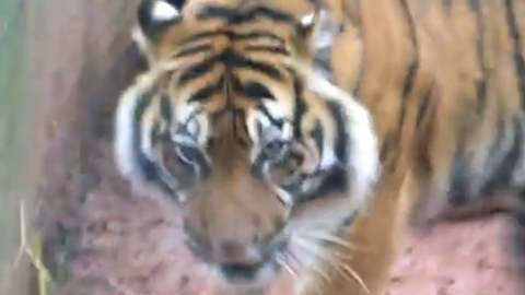 Amateur video shows a tiger inside the big cat enclosure at South Lakes Wild Animal Park. 