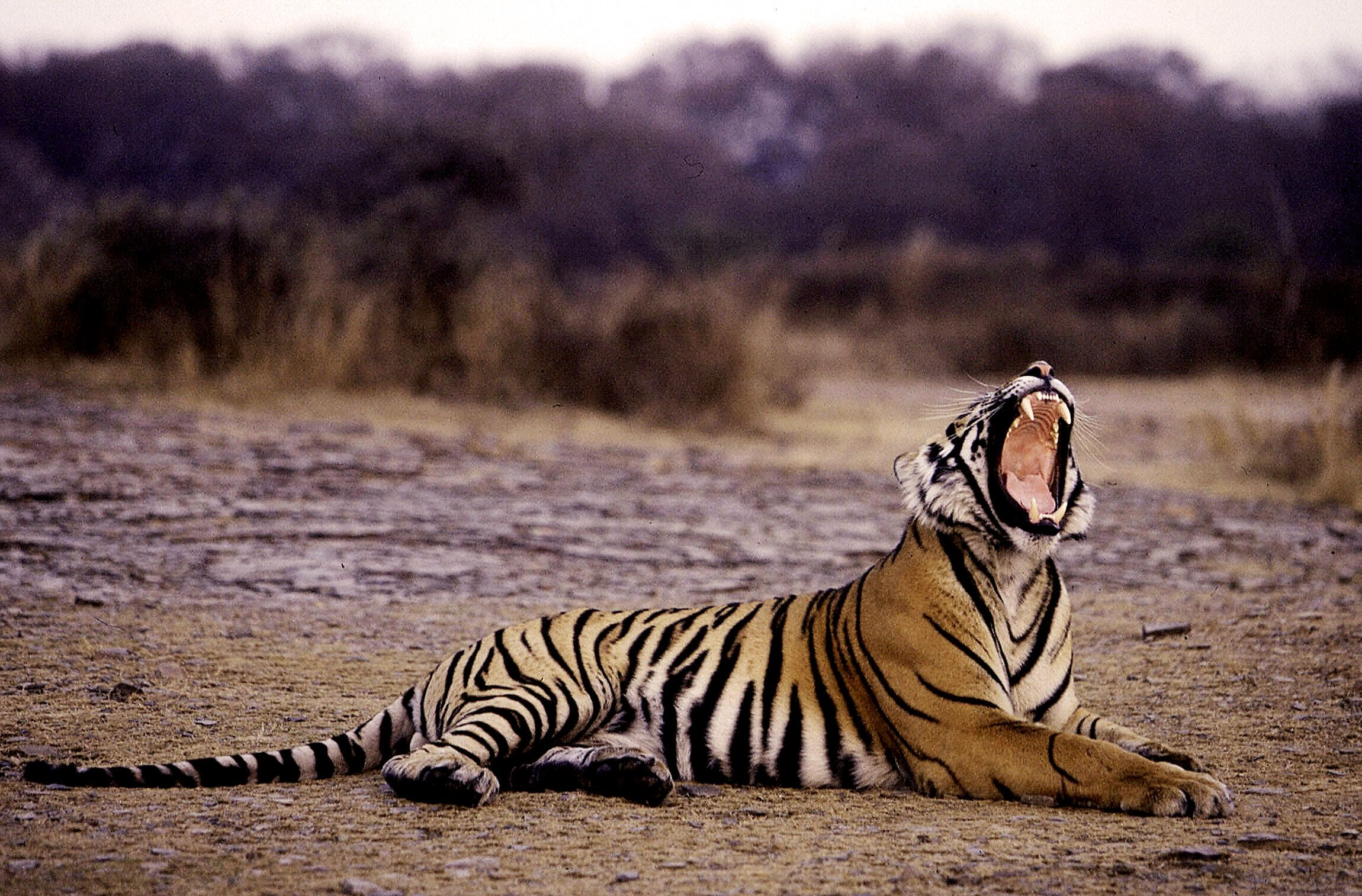 Tigers in India: 5 best places to see one | CNN