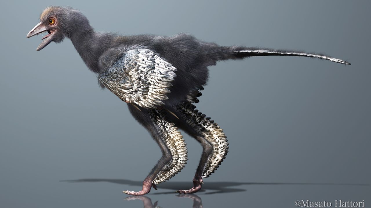 A reconstruction of Aurornis xui, a new species of dinosaur discovered in China.