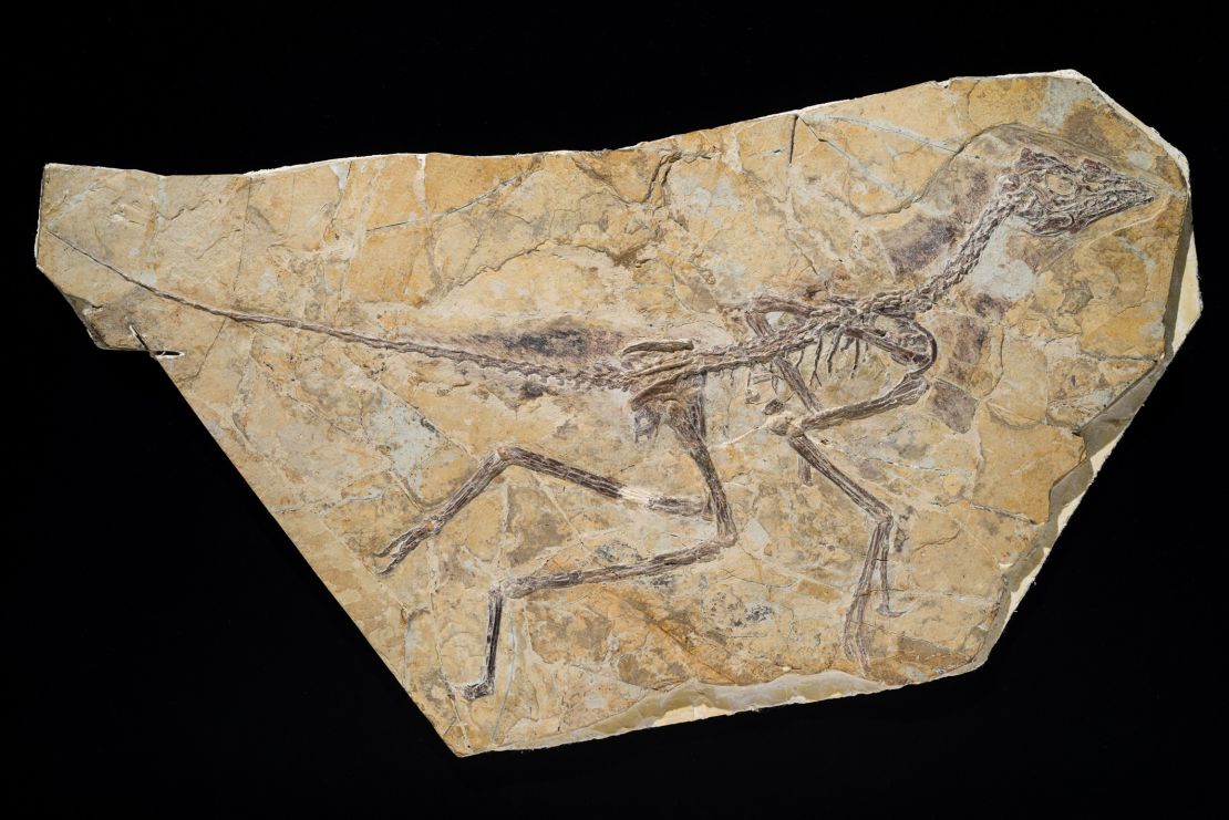 This is the skeleton of the newly discovered dinosaur, which is about 150 million years old.