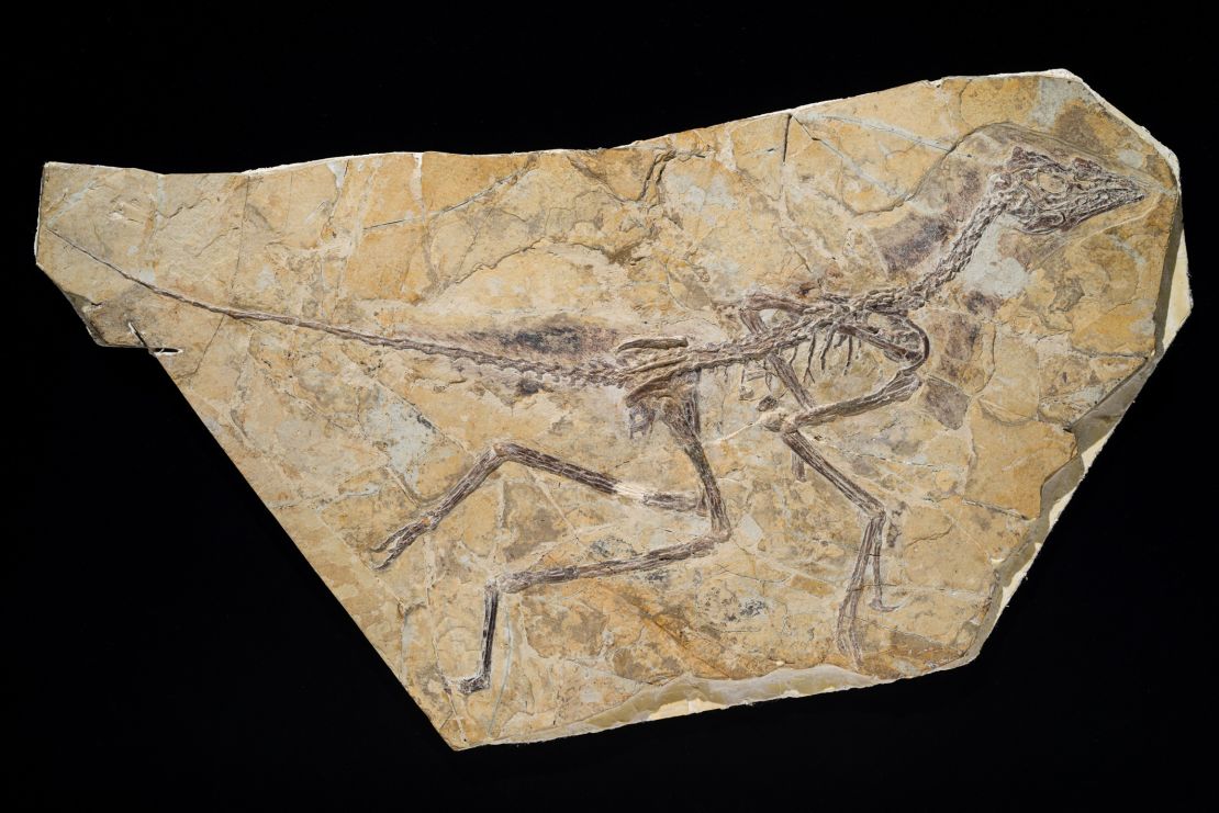 This is the skeleton of the newly discovered dinosaur, which is about 150 million years old. 