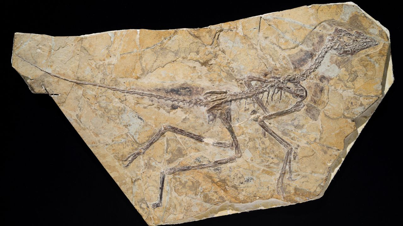This is the skeleton of the newly discovered dinosaur, which is about 150 million years old. 