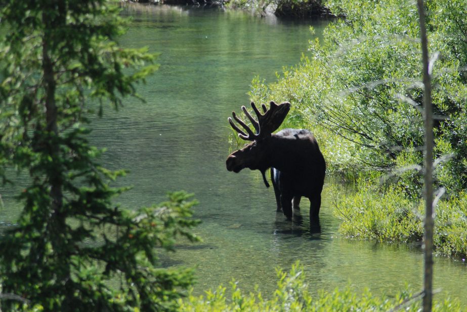 Bull moose populate Cascade Canyon (pictured) in Grand Teton National Park. The so-called <a href="http://www.nhliving.com/moose/" target="_blank" target="_blank">Moose Alley</a> -- U.S. Route 3 between Pittsburg, New Hampshire, and the Canadian border -- is like a year-round moose Mardi Gras.