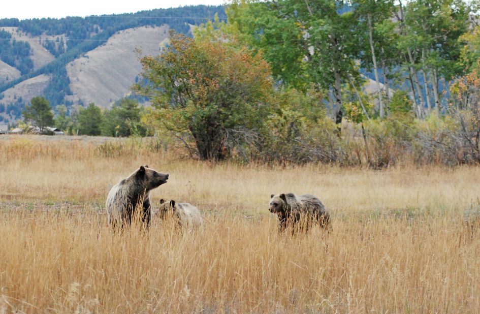 Grand Teton National Park in Wyoming, which came in eighth place, is home to grizzly bears (shown here), black bears and other wild animals.  