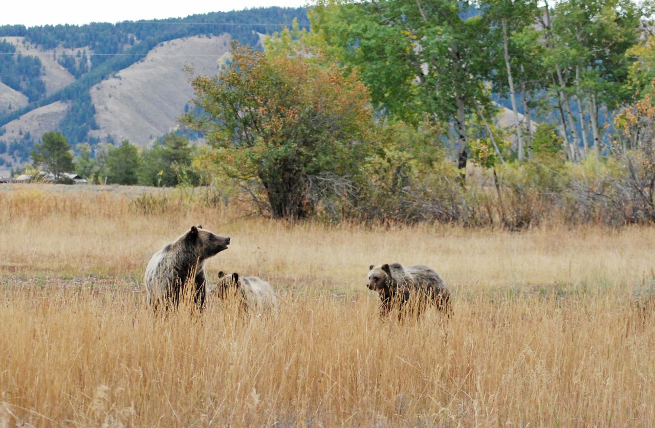 Grand Teton National Park in Wyoming, which came in at eighth place, is home to grizzly bears (shown here), black bears and other wild animals.  