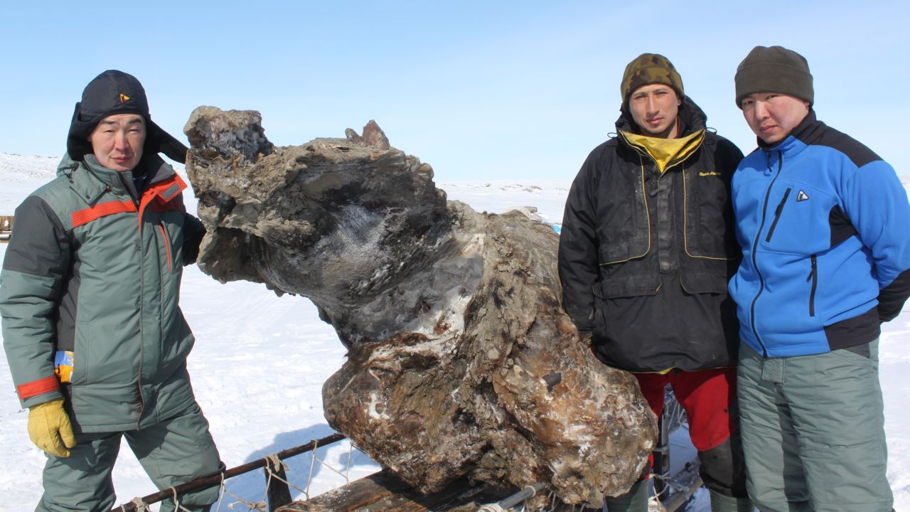 Researchers from Northeastern Federal University pose next to the mammoth they discovered on an island off Siberia in May 2013.