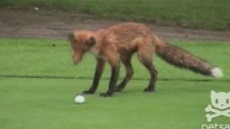 orig jtb distraction fox steals golf balls_00003809.jpg