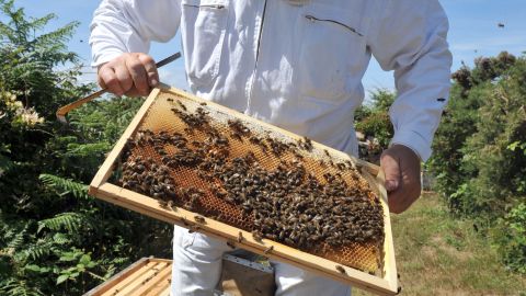Honey bees not only contribute to food sustainability, they also boost the economy. 