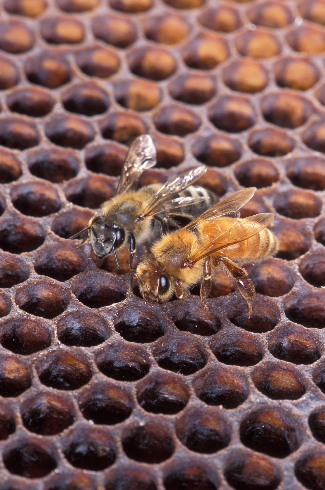 An Africanized honeybee (left) and a European honeybee on honeycomb. Despite color differences between these two bees, normally they can't be identified by eye.
Photo by Scott Bauer.
