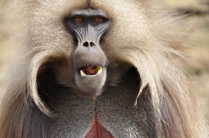 The gelada baboon -- sometimes known as the bleeding heart monkey for the red structure on its chest -- moves around the Simien mountains in groups of 800 or more. Its harem structure is one of the most complicated in the animal kingdom. 