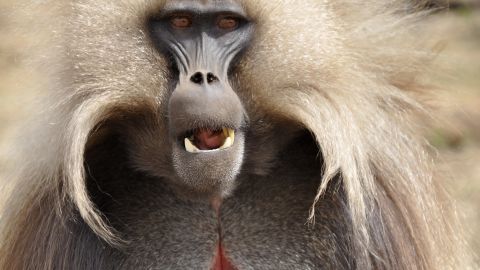 Gelada baboons are a species endemic to Ethiopia with a population estimated to be as high as 500,000. It's common to see groups of 200 or more baboons in the Simien Mountains. They're grass eaters, and considered to be one of the most sociable of African monkeys. Their harem-based social structure is said to be the most complex of all animals. 