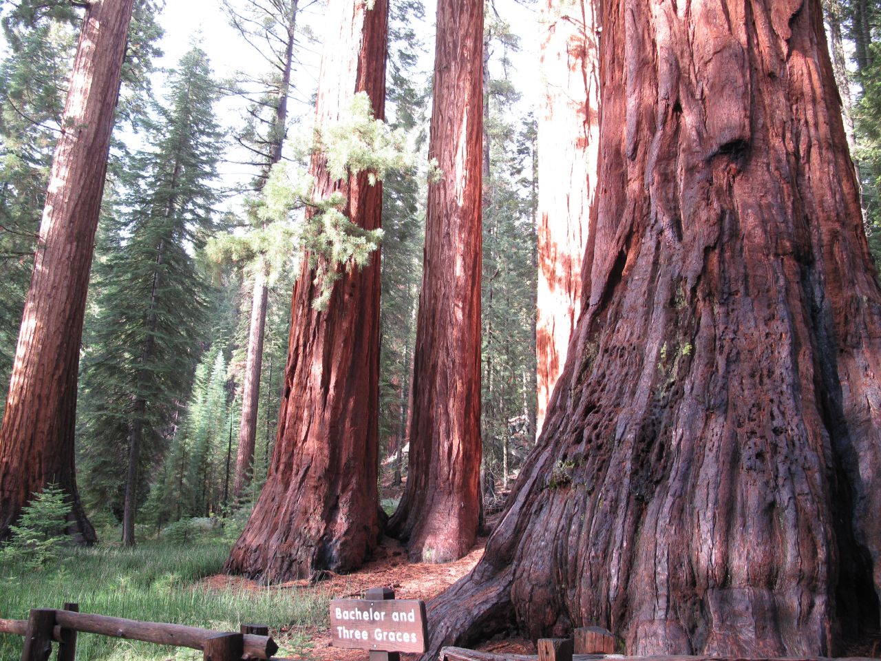 The Mariposa Grove of Giant Sequoias contains imposing trees known as the Bachelor and the Three Graces. 
