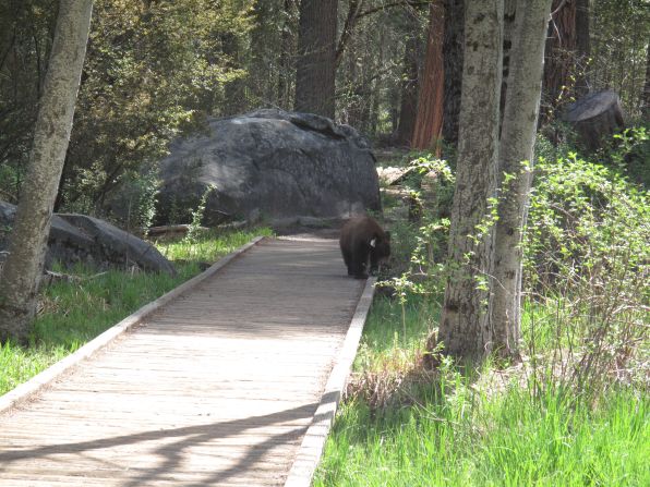 American black bears often forage in the park in the spring. Make sure to take precautions when viewing wildlife in the parks. 