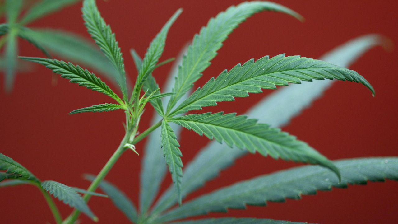 Marijuana grows at a California clinic.