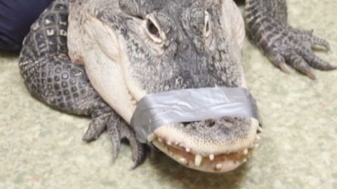 8-foot pet alligator seized in Los Angeles | CNN