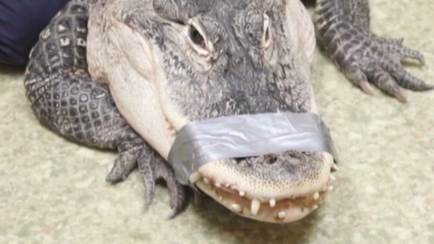 dnt pet alligator seized_00003505.jpg