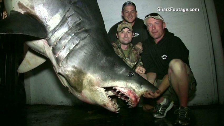 Fishermen catch huge 1,300 lb mako shark