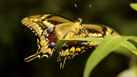 Schaus butterfly 01