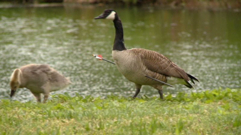 Cnn canada discount goose