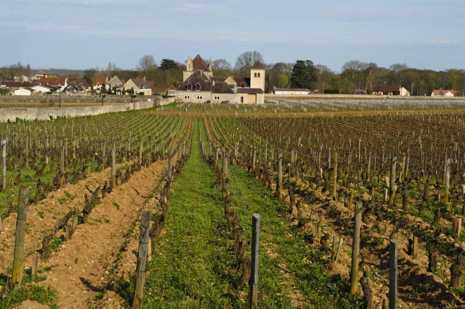 Day excursions on the canal barge cruise include stops at vineyards for wine tasting, wine tasting and then more wine tasting. In this photo: the Grands Vins de Bourgone vineyards in Burgundy. 