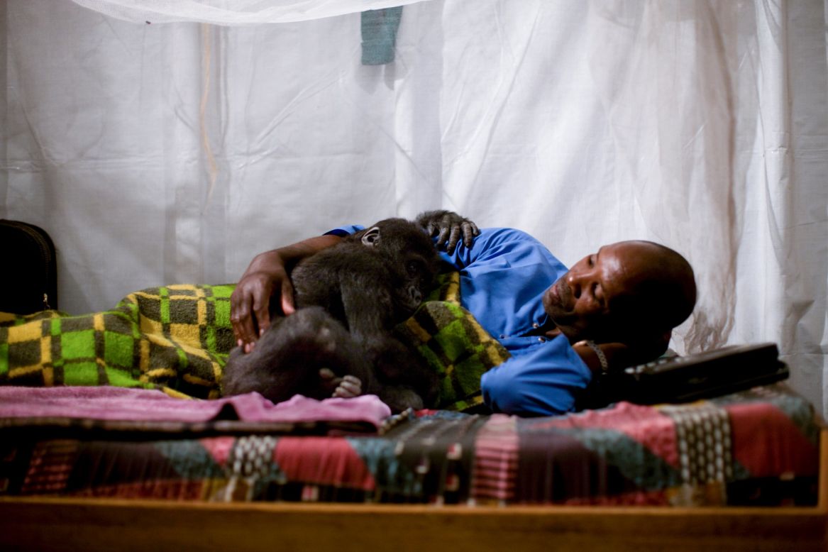 Mapendo, an orphan lowland gorilla, gets into bed with her caregiver in Goma.
