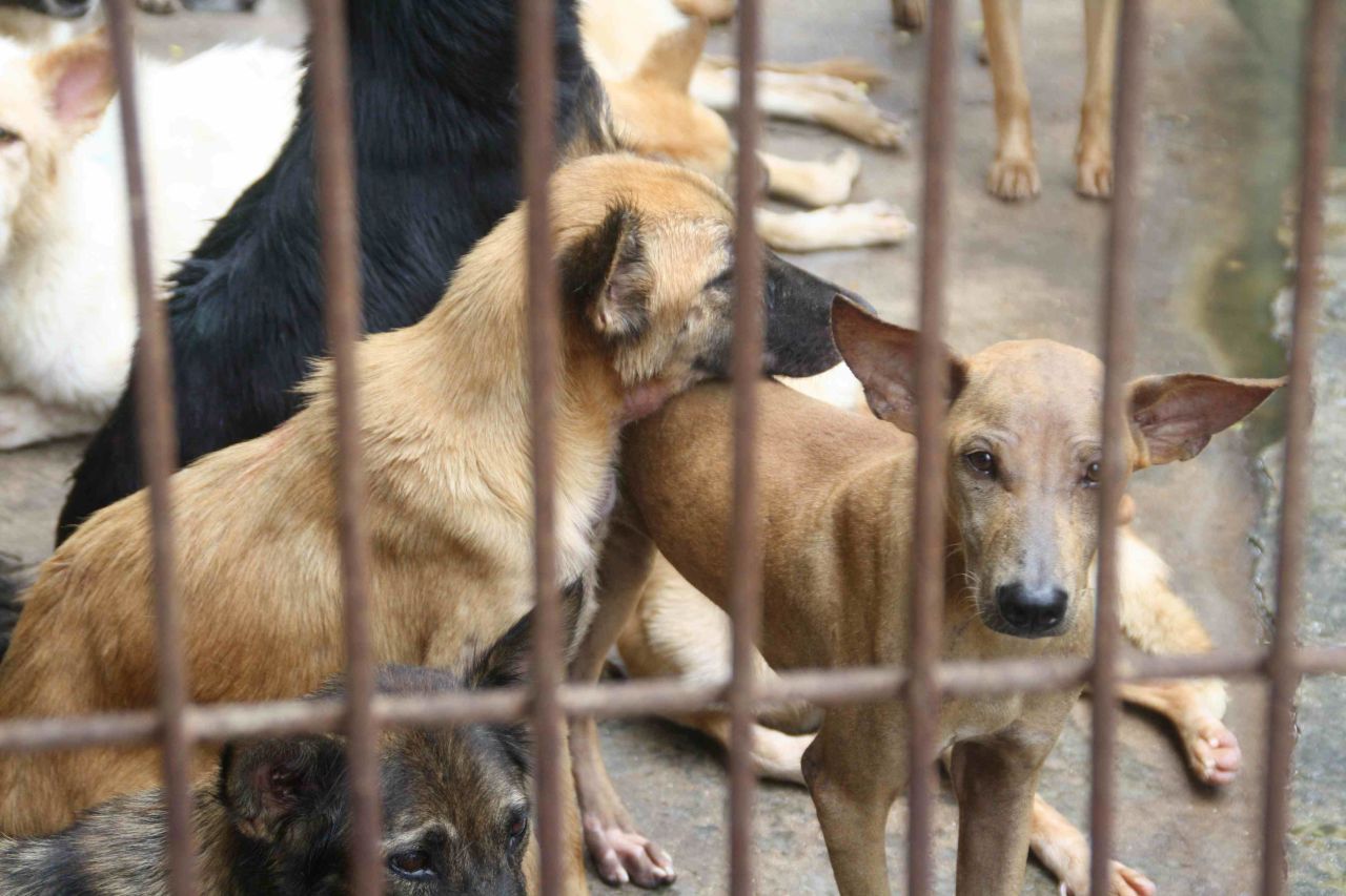 The shelter on the Thai border with Laos is home to hundreds of animals rescued from the cruel and inhumane dog smuggling trade.