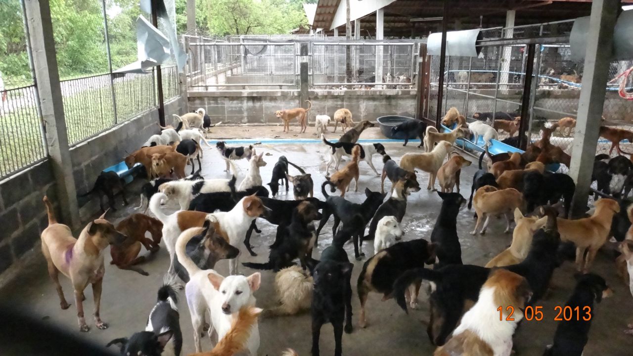These dogs would have been transported in trucks from Thailand into neighbouring Laos, across the Mekong River and driven across to Vietnam where the meat is considered a delicacy.
