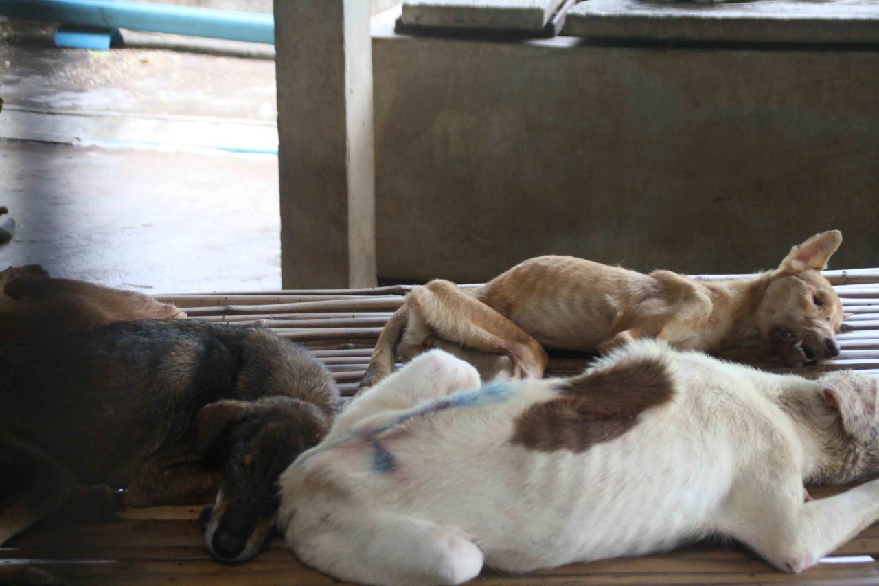 Sadly many of the rescued animals are found in an extremely poor condition and not expected to survive.