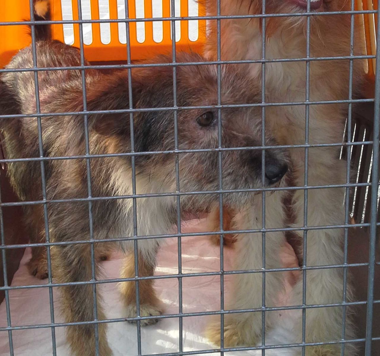 The challenge facing western veterinarian staff flown into assist the sanctuary is the Buddhist religious beliefs of the Thais, which don't allow dogs to be euthanized.