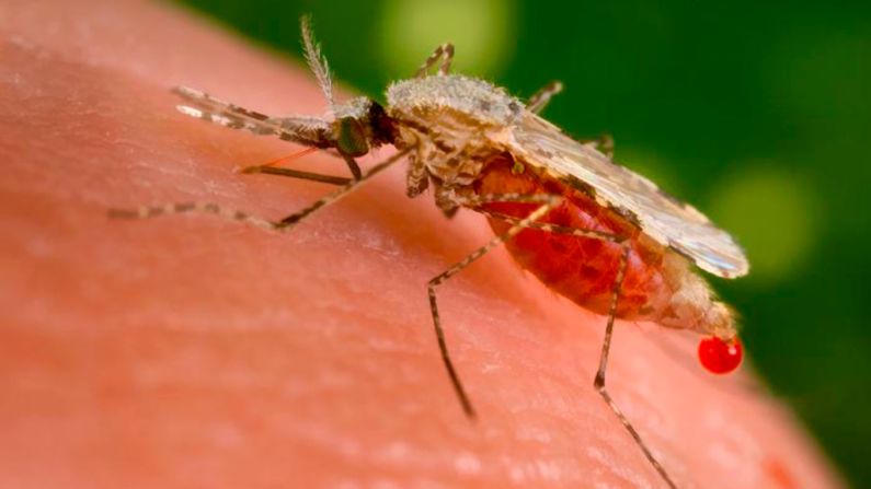 <strong>Malaria at its deadliest:</strong> Malaria-infected mosquitoes killed an estimated 660,000 people in 2010. <a href="index.php?page=&url=http%3A%2F%2Fwww.cnn.com%2Fchangethelist">Vote here.</a>