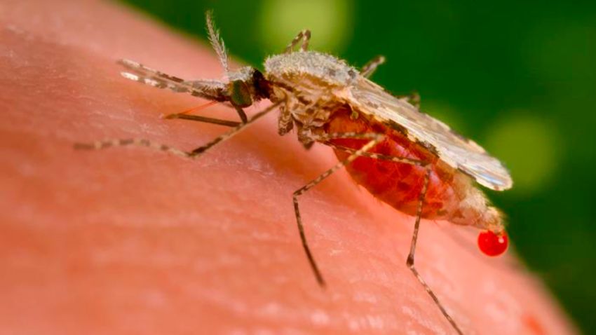 Malaria at its deadliest. Malaria-infected mosquitoes killed an estimated 660,000 people in 2010.