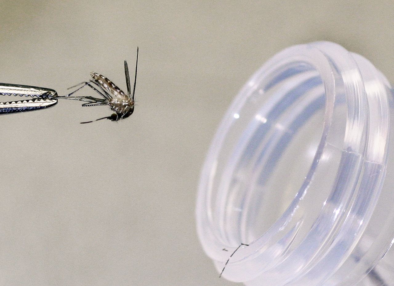 The deadly West Nile Virus came to prominence in the early 2000s, as outbreaks popped up in several states. The culex tarsalis female mosquito shown in the photo was caught in a trap to be tested at the Arizona Department of Health Services laboratory in August 2004 in Phoenix, Arizona.