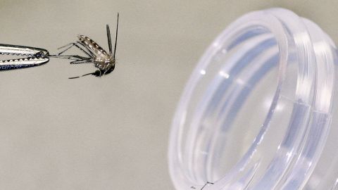 A culex tarsalis female mosquito that was caught in a trap will be tested for the presence of the West Nile virus at the Arizona Department of Health Services laboratory on August 5, 2004, in Phoenix, Arizona.