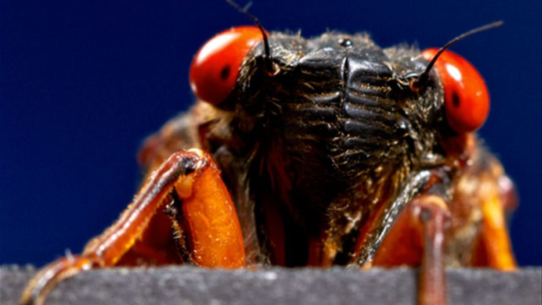 Yes, These Spider Species Are Named After 'The Big Lebowski