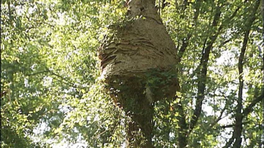 dnt giant hornet nest_00003007.jpg
