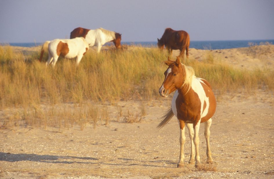 Horses run wild on Chincoteague, second among best U.S. islands.