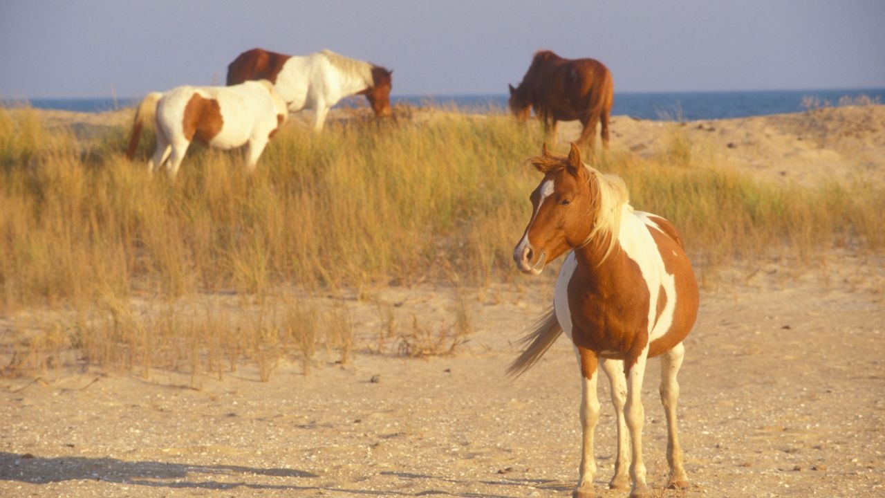 Chincoteague: wild horses could drag you there.