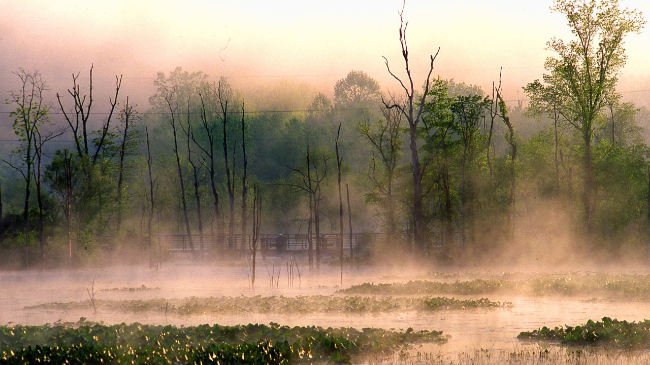 Beaver Marsh was created by beavers among the remains of the Ohio & Erie Canal. Adams also spots snapping turtles, blue herons and snakes in the area. 