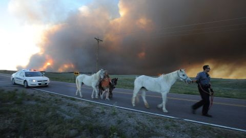 El Paso County Sheriff's Deputy Dan Cukowski helps Linda Davies walk her livestock out from the evacuated area in Colorado Springs on June 11.