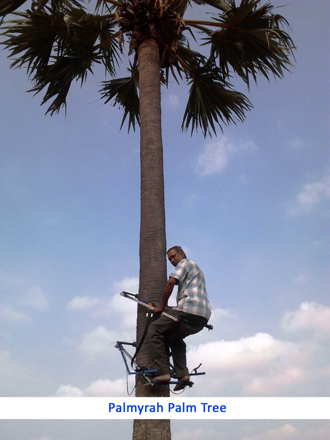 D. Renganathan developed a mechanical tree climber which can be used for scaling palm and coconut trees. Climbing trees for harvest is difficult and dangerous work -- the tree climber designed by Renganathan uses a 'four-lock pin' system to prevent falls. The device now sells across south Asia.