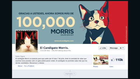 Morris the cat has garnered more than 100,000 likes on his Facebook page.