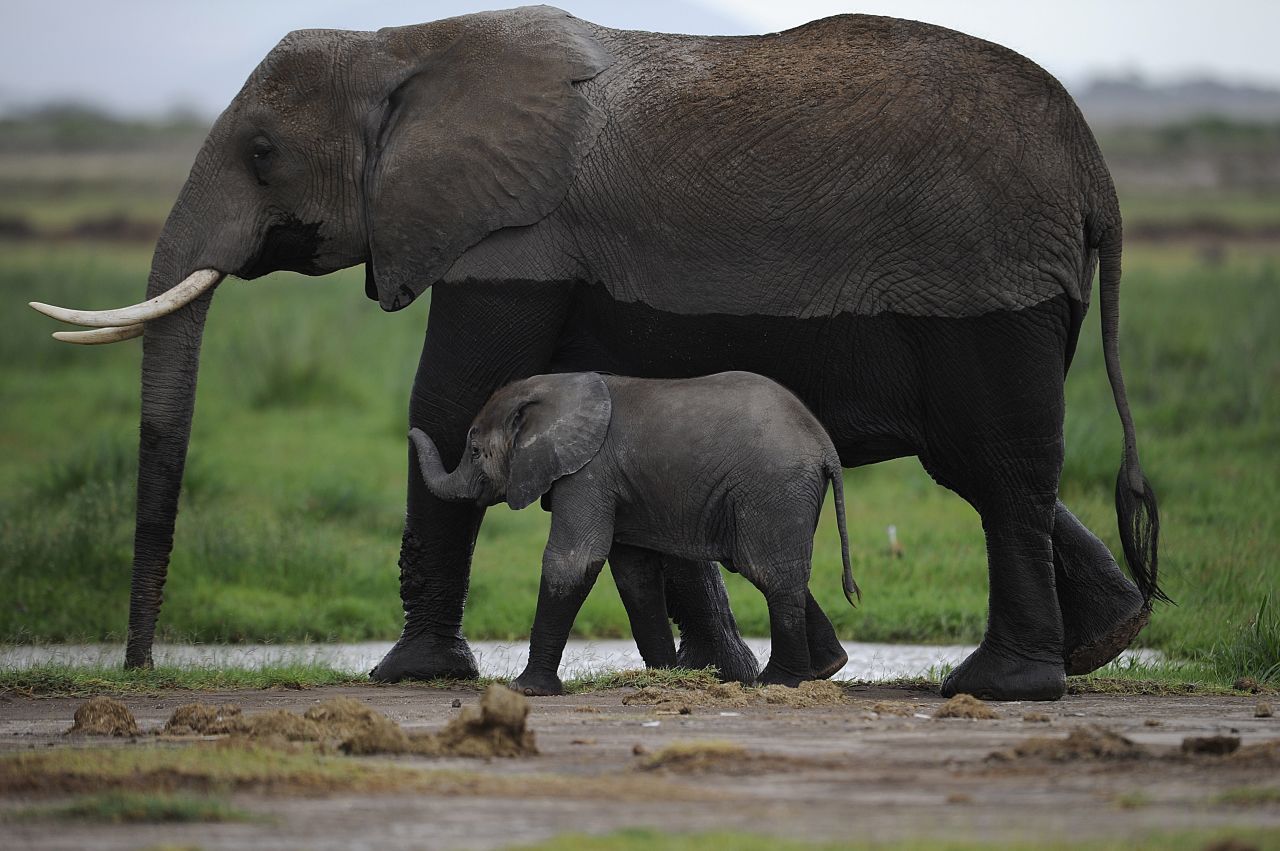 An elephant walks with her infant in the Amboseli Game Reserve in Kenya. The International Fund for Animal Welfare says 2012 had the highest toll of elephants' lives in decades. Between January and March 2012, at least 50% of the elephants in Cameroon's Bouba Ndjida National Park were slaughtered for their ivory. Most illegal ivory is destined for Asia, in particular China, where it has soared in value as an investment and is coveted as "white gold." 