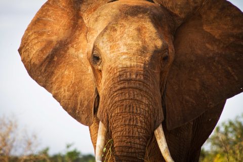 An elephant is pictured in  southern Kenya. Wildlife protection groups say the number of African elephants killed for their tusks is the highest in decades, in part because of increasing prosperity and demand for ivory in China.